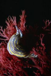 Nudibranch (Hypselodoris villafranca). Shot in Baleal, Po... by Joao Pedro Tojal Loia Soares Silva 